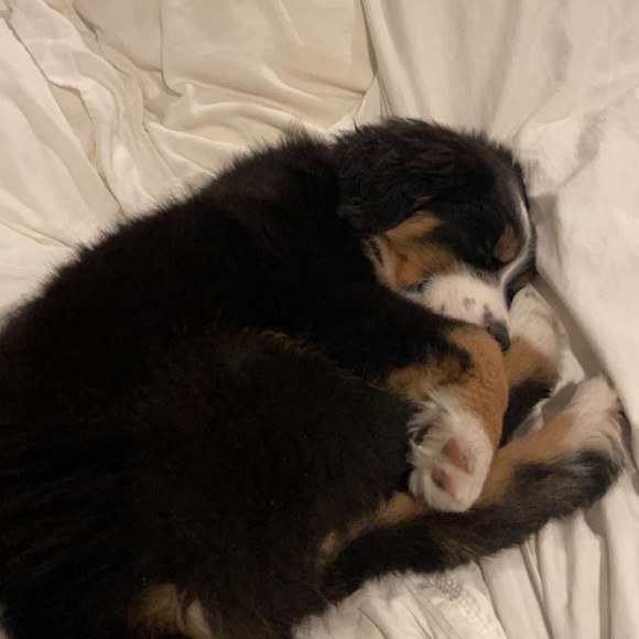 Meet your Posher, Tanner - Picture 5 of 5